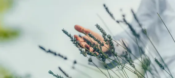 Hand Touching Lavender Flowers