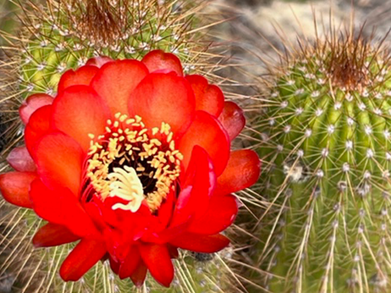 An orange-red bloom on a cactus