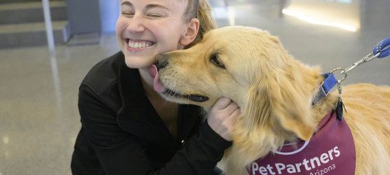 A woman getting licks from a golden retriever therapy dog