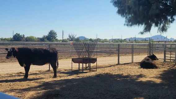 Cows at the Campus Agricultural Center