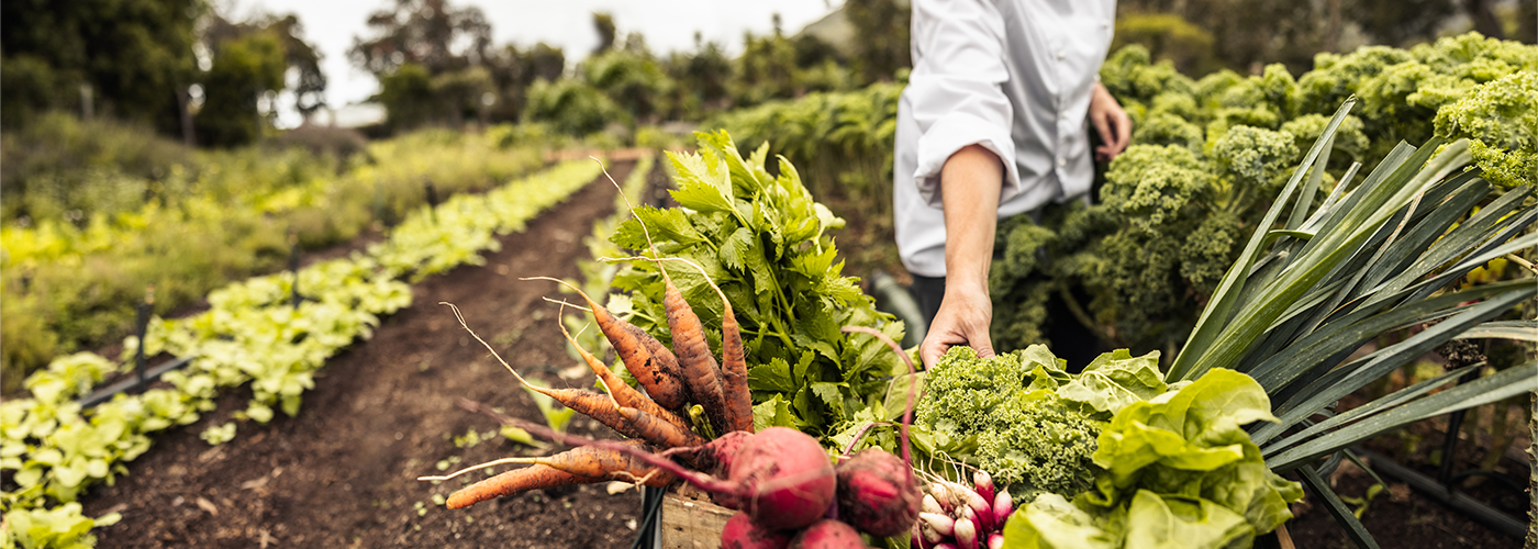 Anonymous chef harvesting fresh vegetables on a farm