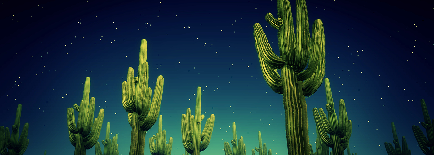 night time view of a group of saguaro cacti