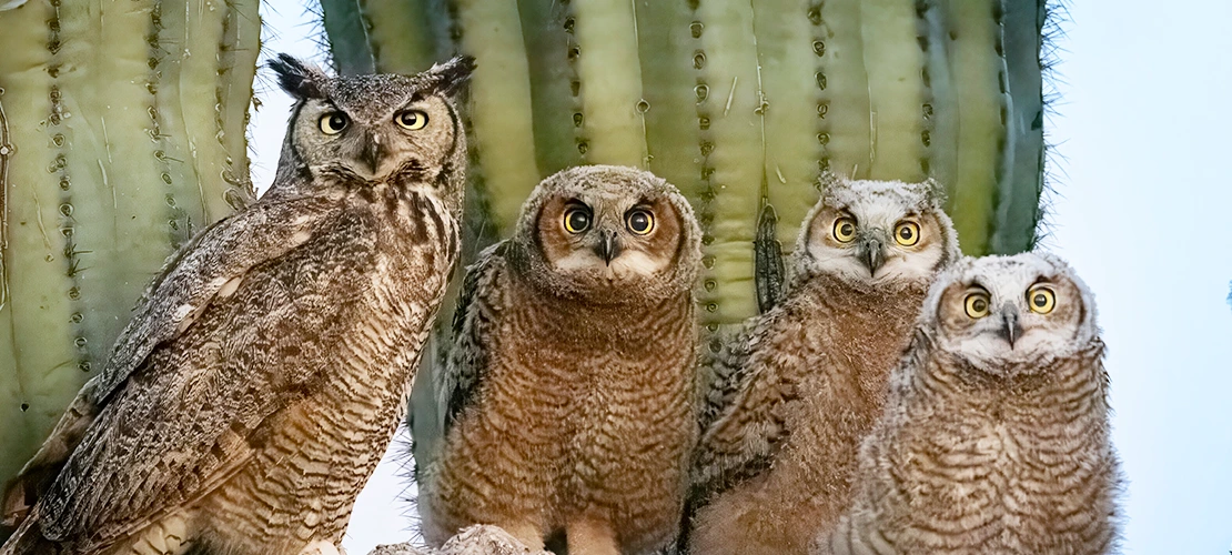 Four owls of varying sizes perched on log in front of saguaro cactus, representing desert wildlife and Arizona's native species.