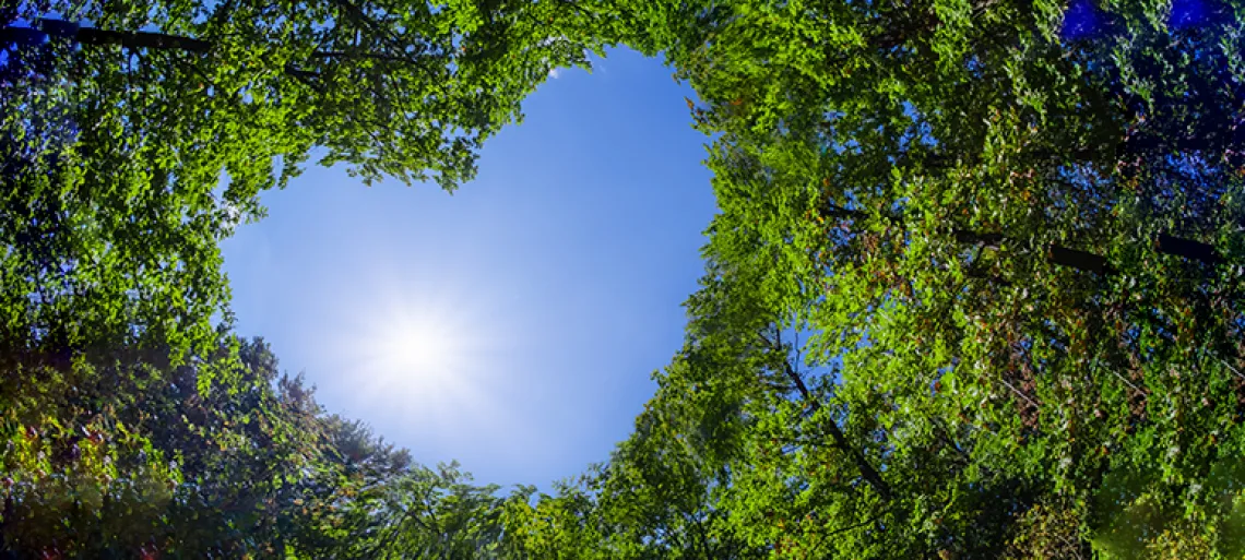 Tree tops in the shape of a heart with sky in the center of the heart