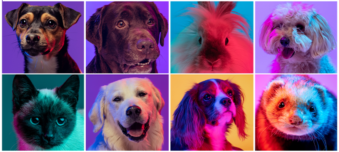 colorful collage of dogs, cats, ferrets and bunnys