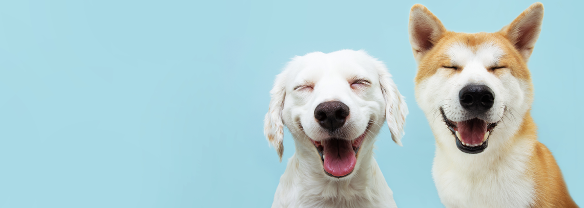 two smiling dogs with happy expression. and closed eyes. Isolated on blue colored background.
