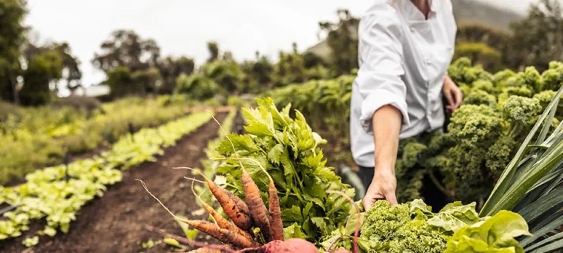 Anonymous chef harvesting fresh vegetables on a farm