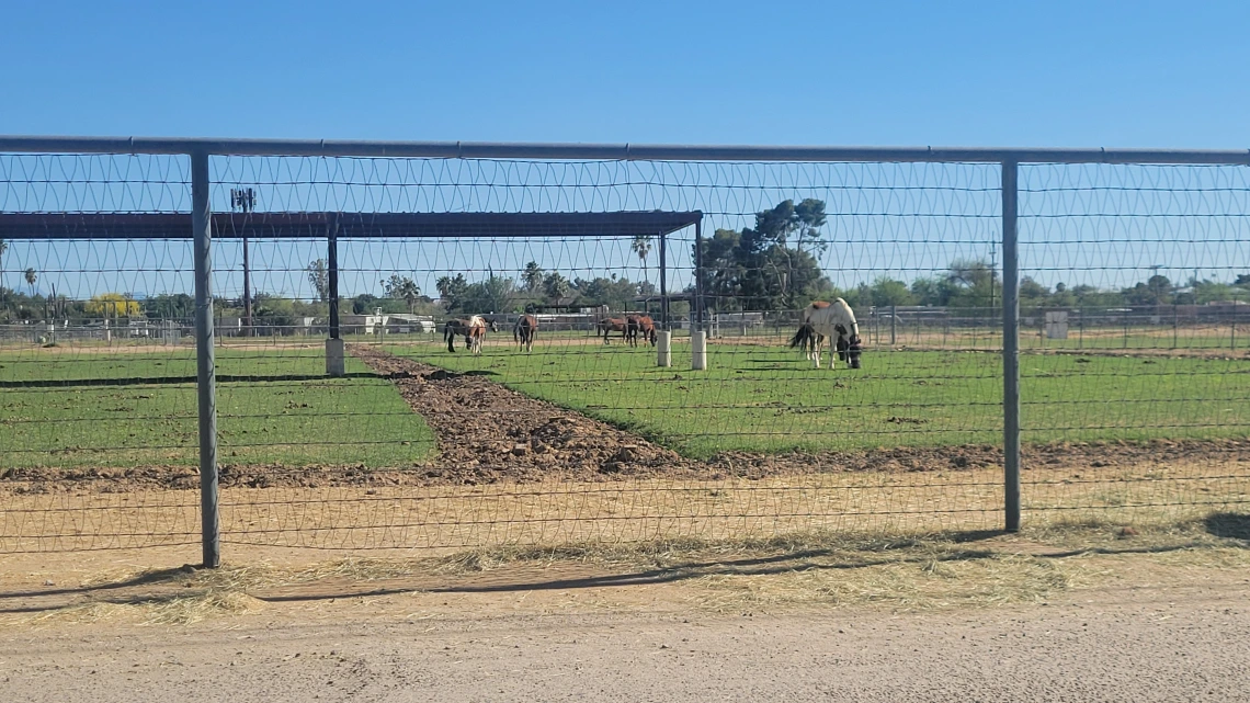 Horses at the Campus Agricultural Center
