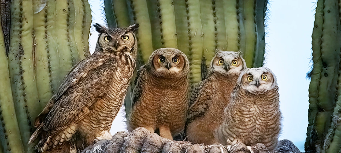 Four owls of varying sizes perched on log in front of saguaro cactus, representing desert wildlife and Arizona's native species