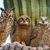 Four owls of varying sizes perched on log in front of saguaro cactus, representing desert wildlife and Arizona's native species